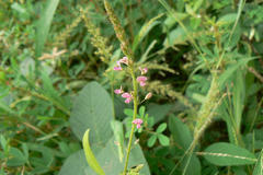 Desmodium dichotomum